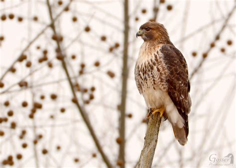 hawk live|Iba pa.